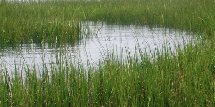 Wetlands: Things you could do to Help