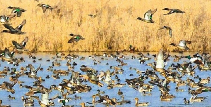 Wetlands and Bird Migration