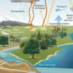 Wetlands and Global Water Cycle Regulation