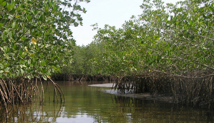 Mangrove Wetlands for Climate Resilience