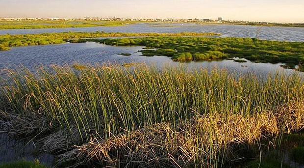 Role of Wetlands in Water Filtration